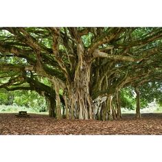 a large tree with lots of leaves on the ground