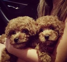 two small dogs are being held in the arms of a woman's arm,