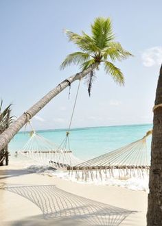 a hammock and palm trees on the beach