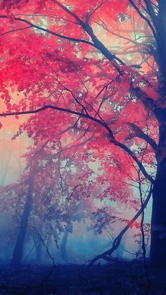 a red tree in the middle of a forest on a foggy day with blue sky