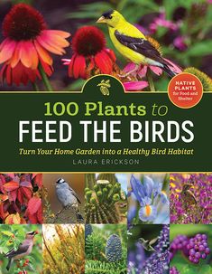 the book cover for 100 plants to feed the birds