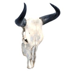 an animal skull with large black horns on it's head is seen against a white background