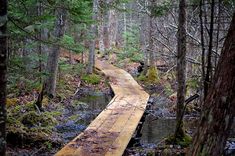 a wooden bridge in the middle of a forest with lots of trees and water on both sides