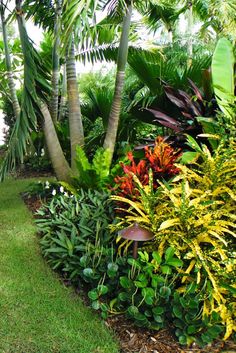 a lush green garden with lots of trees and plants