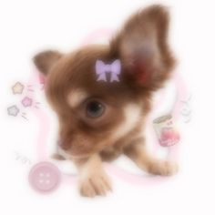 a small brown dog with a bow on its head and some buttons around it's neck