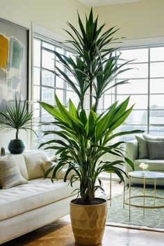 a large potted plant sitting on top of a wooden floor next to a couch