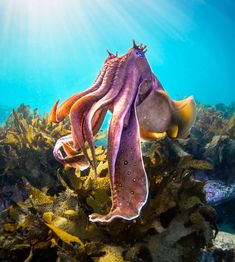 an octopus swimming in the ocean with sunbeams