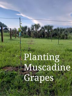 an image of a grassy field with the words planting muscadine grapes on it