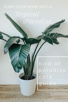 a potted plant with the words turn your home into a tropical paradise