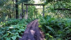 a dirt path in the middle of a forest