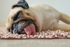 a dog laying on top of a pink blanket with its tongue hanging out and it's eyes closed