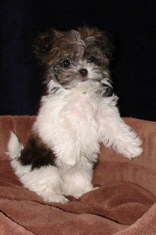 a small dog sitting on top of a brown blanket