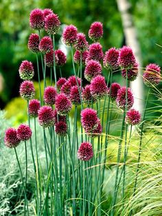 some pink flowers are growing in the grass