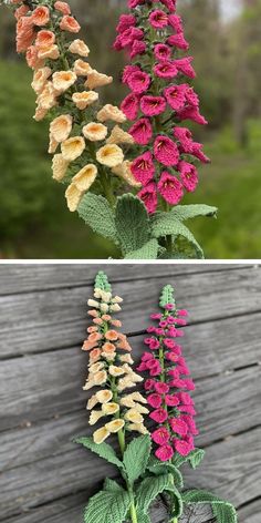 three different types of flowers are shown in two pictures