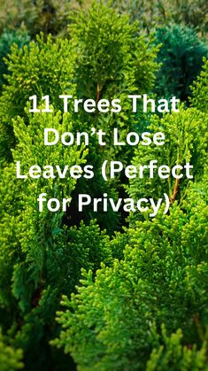 Discover the top 11 trees that don’t lose leaves, perfect for adding year-round privacy to your garden! These evergreen beauties provide lush foliage and dense coverage, ensuring your outdoor space remains secluded and green in every season. Explore options from elegant hollies to majestic pines, each offering unique benefits for creating a natural, living privacy screen. Transform your yard into a tranquil haven with these resilient, low-maintenance trees that keep their leaves all year long. Hornbeam Tree Landscape, Privacy Trees Landscaping, Natural Yard Barriers, Columnar Beech Tree, Trees For Front Yard Privacy, Front Yard Landscaping Ideas Privacy, Yard Hedge Ideas, Evergreens In Front Of House, Landscaping With Trees Front Yard