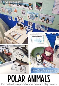 the polar animals display is organized and ready to be played in an animal themed classroom