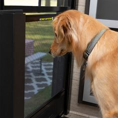 a brown dog standing next to a tv