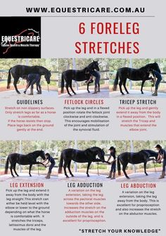 an advertisement for the equesttica care website with horses in different poses and colors