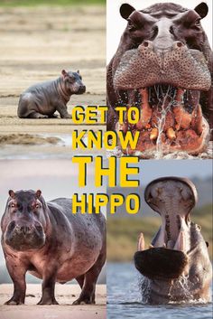 the hippopotamus has its mouth open and it's tongue out