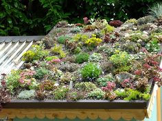 a green roof covered in lots of plants