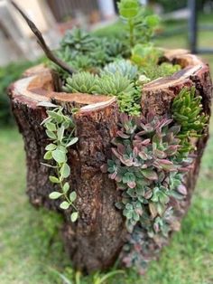 a tree stump with succulents and other plants growing in it on the grass