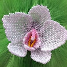 a white flower with pink center surrounded by green grass