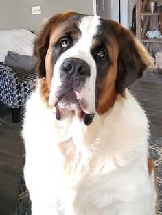 a large brown and white dog sitting on top of a floor next to a living room