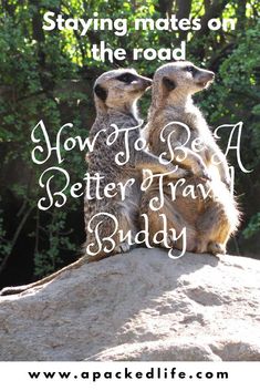 two meerkats sitting on top of a rock with trees in the background