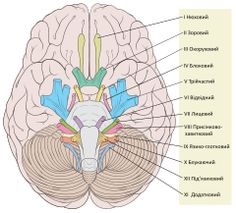 the structure of the human brain with labels on each side and labeled parts labelled below