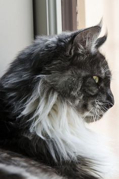 a long haired gray and white cat sitting by a window looking out at the outside