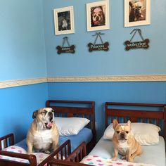 two dogs sitting on twin beds in a blue room with pictures hanging above the bed