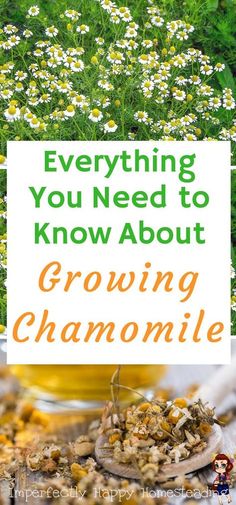 the cover of everything you need to know about growing chamomile is shown