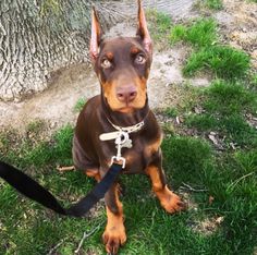 a brown and black dog sitting on top of a grass covered field next to a tree