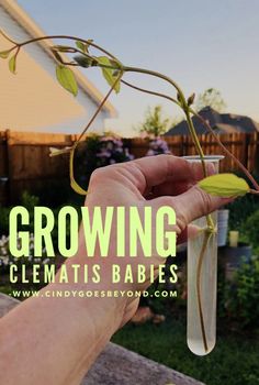 a person holding up a plant with the words growing clematis babies on it