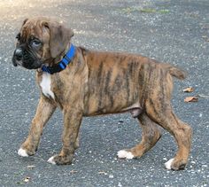 a brown and white dog standing on top of a street