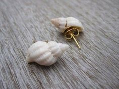 two seashells sitting on top of a piece of wood next to each other