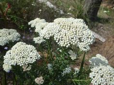 some white flowers that are in the grass