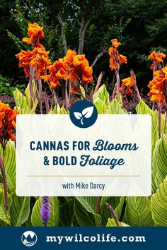 orange flowers with the words cannabiss for blooms and bold foliage