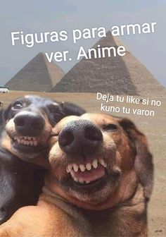 two dogs are hugging each other in front of the pyramids with a caption that reads, spend time with those you love one of these days you will say