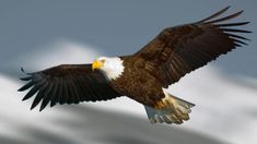 an eagle soaring through the air with its wings spread