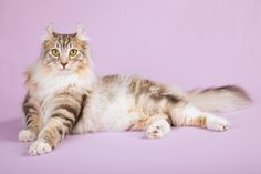 a long haired cat laying down on a purple background