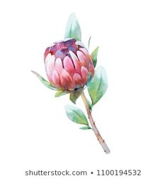 Similar Images, Stock Photos & Vectors of Handdrawn Watercolor Illustration Red Protea Flower - 371544205 | Shutterstock Decor Transfers, Australian Wildflowers, Coloured Background, Rub On Transfers, Dry Rub, Watercolor Images, Watercolor Flowers Paintings, 5 Image