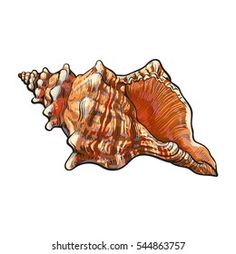 an orange sea shell on a white background with clippings to the left and right side