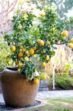 a potted lemon tree with the words container gardening how to grow a lemon tree