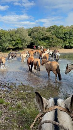 horses are standing in the water and grazing