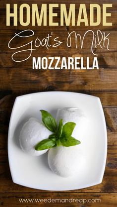 homemade goat's milk mozzarella recipe on a white plate with basil leaves