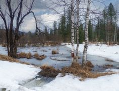 a small stream running through a snow covered forest