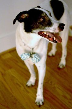 a black and white dog standing on top of a wooden floor next to a wall