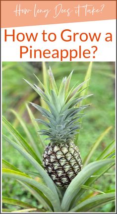 answer the questions - how to grow a pineapple, how long does it take to grow a pineapple, how to grow a pineapple from a store bought pineapple, step by step Growing A Pineapple, Grow Pineapple Plant, Grow A Pineapple, Pineapple Plant, Propagate Plants, Homestead Gardening, Growing Pineapple, Pineapple Planting, Homestead Gardens