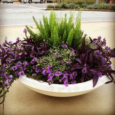 purple flowers and green plants in a white planter on the side of the road